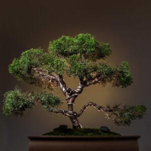 THE EVERGREEN SENTINEL
