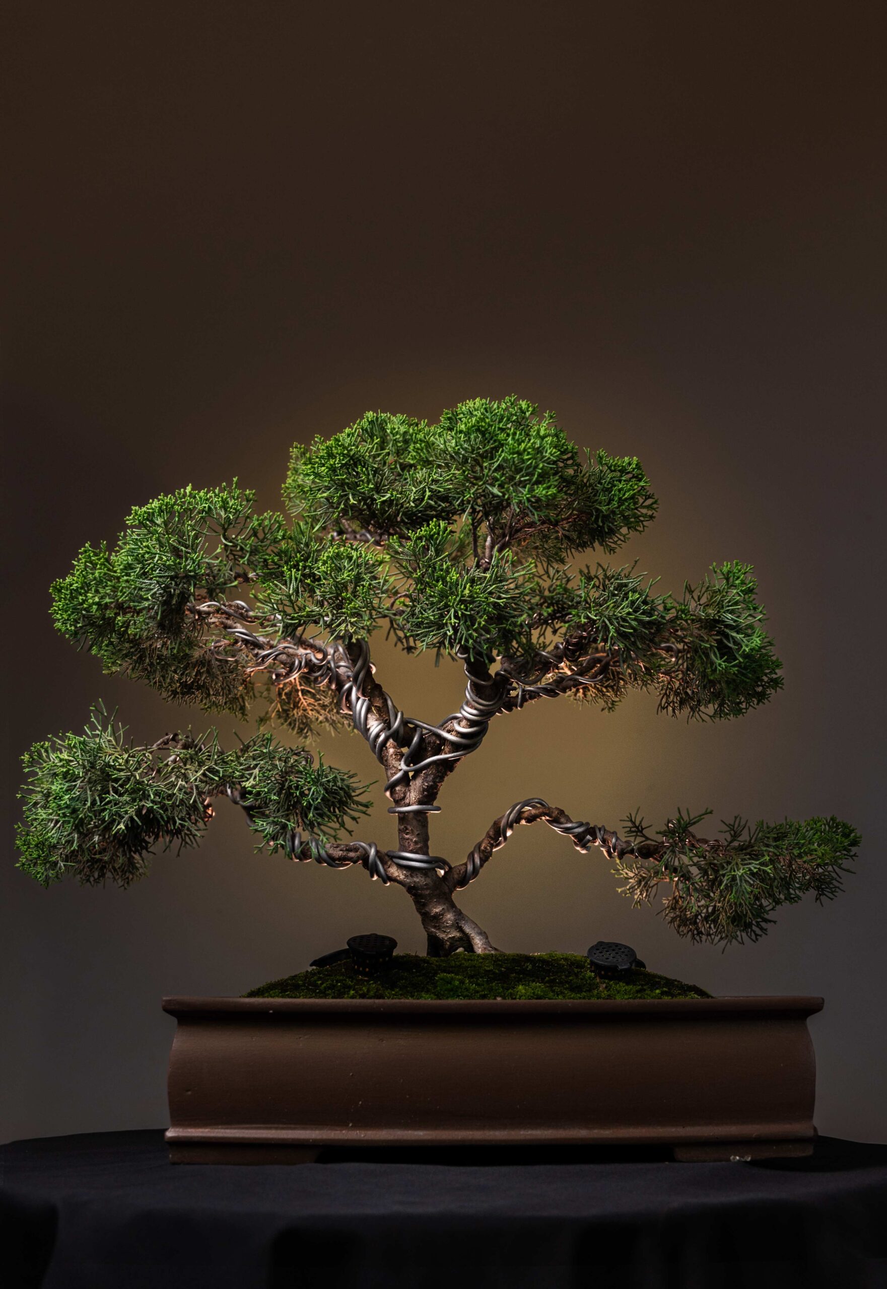 THE EVERGREEN SENTINEL