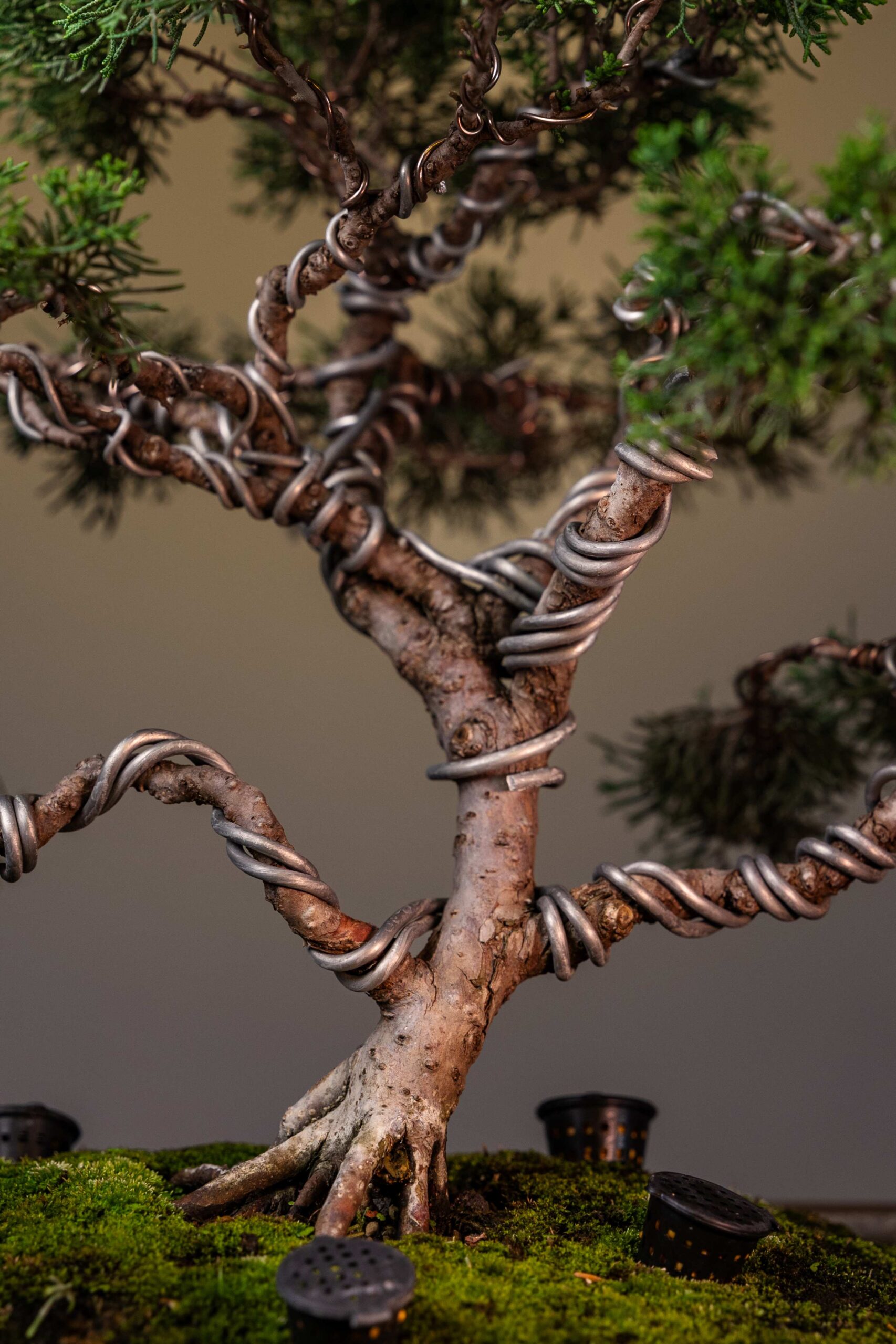 THE EVERGREEN SENTINEL