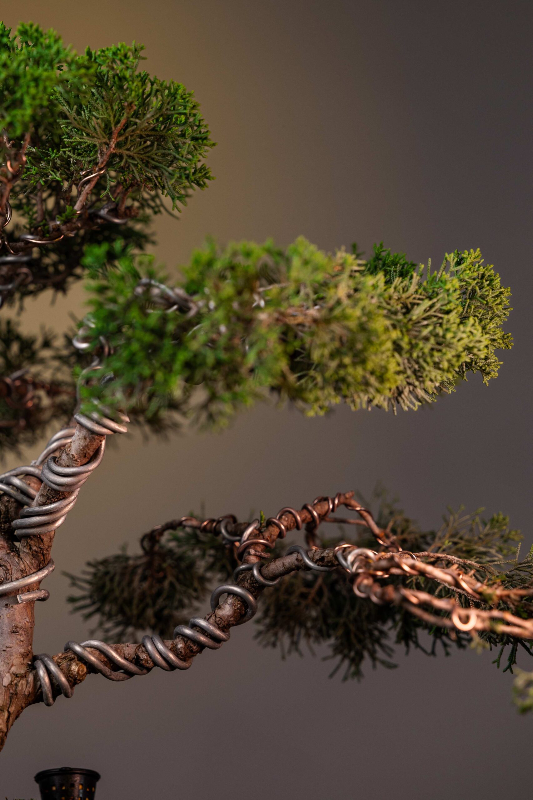 THE EVERGREEN SENTINEL