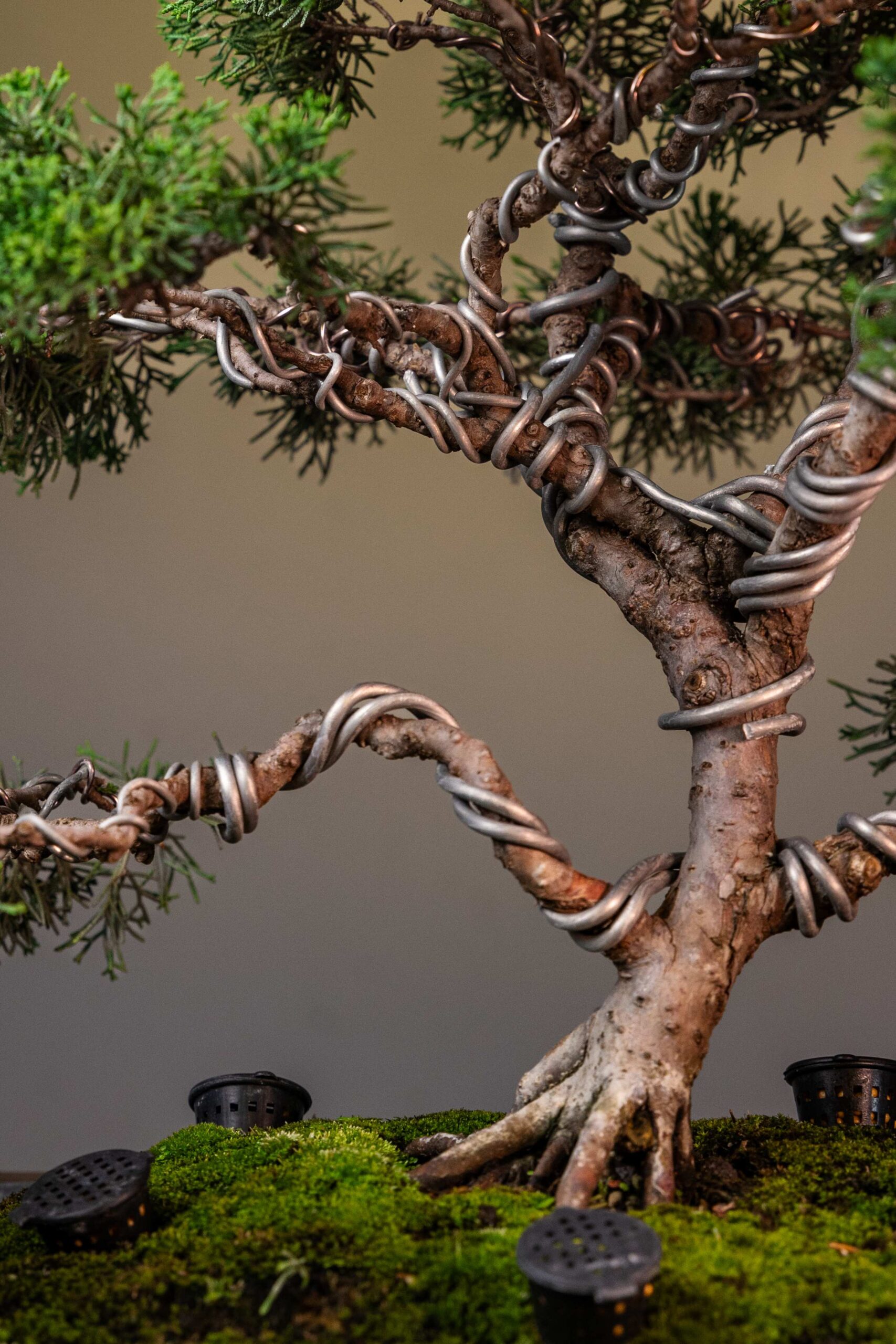THE EVERGREEN SENTINEL