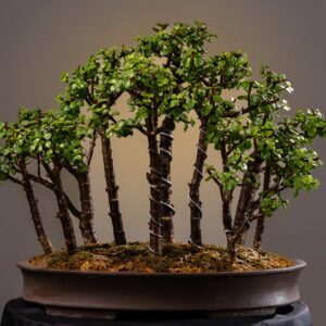 MINIATURE WOODLAND