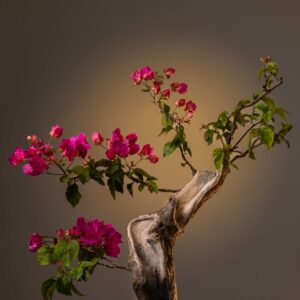 THE PINK DRIFT
