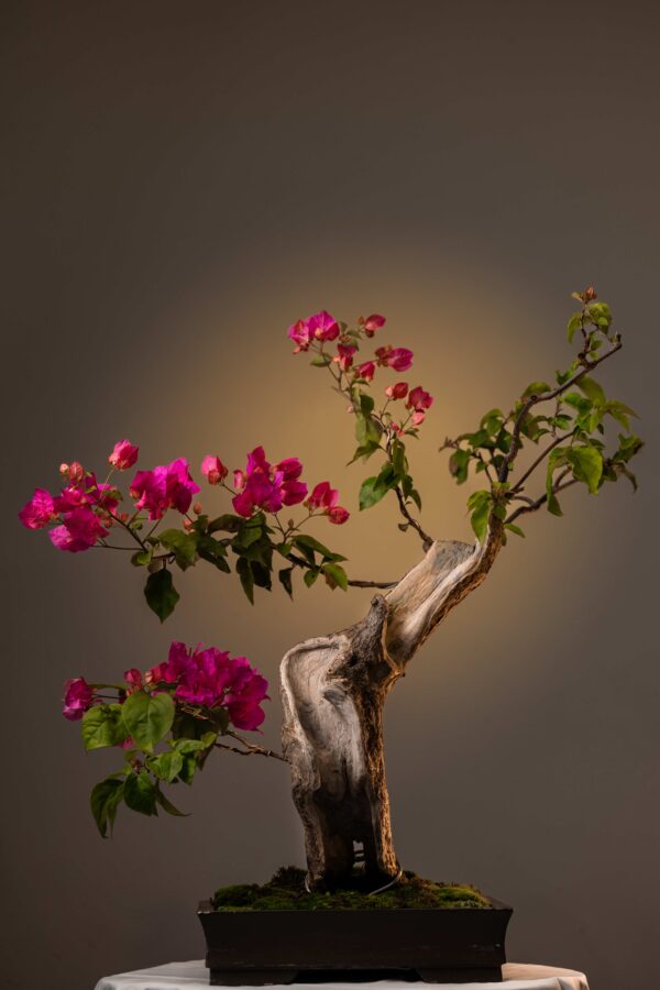 THE PINK DRIFT